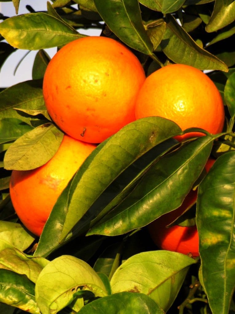 Zinc, oméga-3, vitamine C : les micronutriments de la peau
